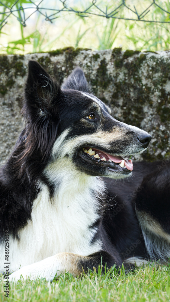 Fototapeta premium border collie dog