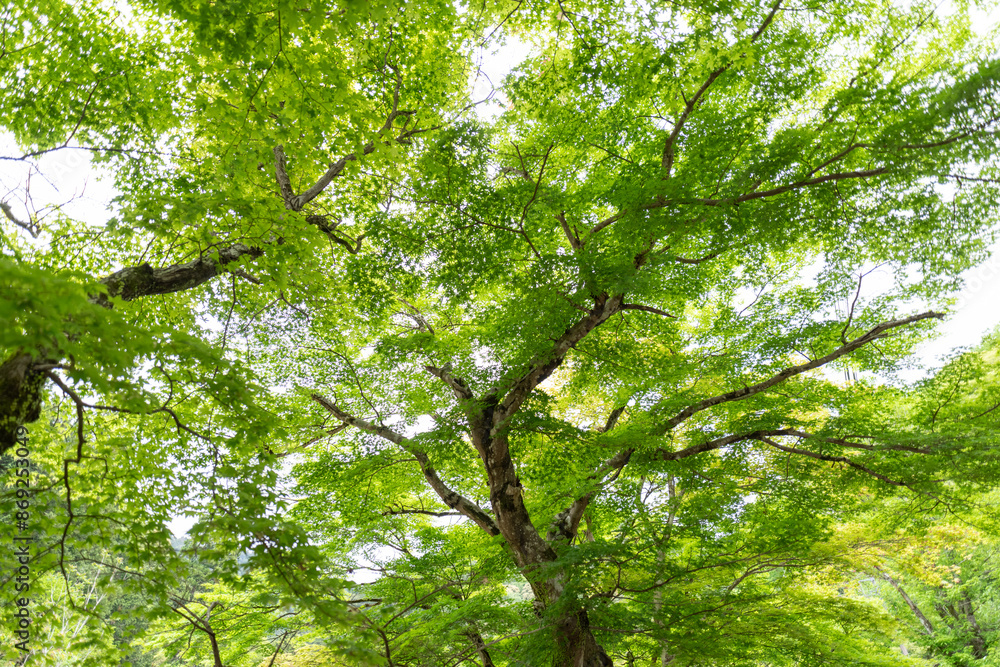 Obraz premium 美しい新緑