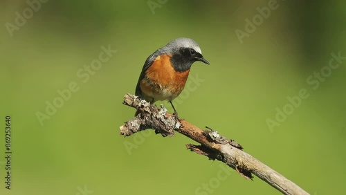 Common redstart male on its breeding territory in an Atlantic oak and thorn bush forest in spring with the last light of the afternoon
