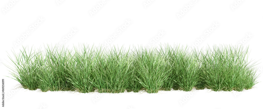 green grass isolated on white green grass isolated on white