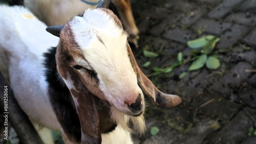 Goat (kambing qurban) for the preparation of sacrifices on Eid al-Adha, moslem tradition in Indonesia photo