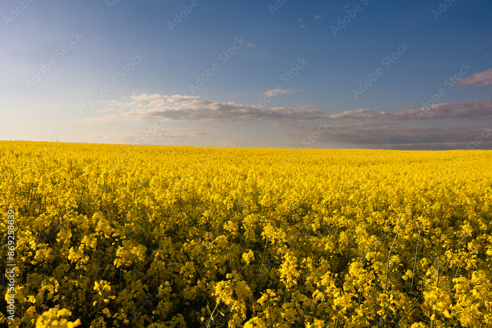 Obraz premium Yellow rapeseed field at the sunset.