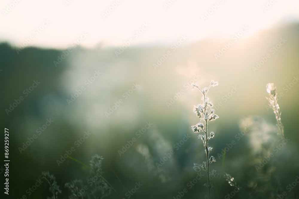 Wild green grass in a forest at sunset. Beautiful summer nature background