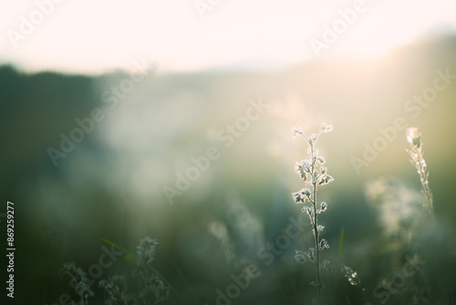 Obraz na płótnie Wild green grass in a forest at sunset. Beautiful summer nature background w salonie