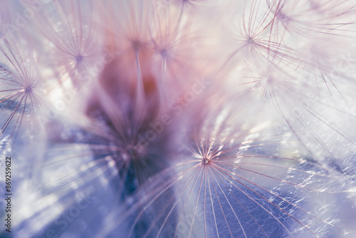 Obraz na płótnie White dandelion close up. Abstract summer nature background. Macro image, w salonie