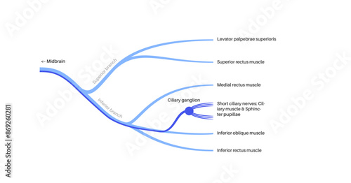 Oculomotor nerve anatomy