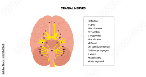 Cranial nerves anatomy