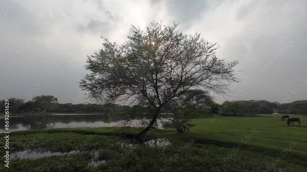 Serene Lake with Tree and Reflections in Tranquil Evening Light Serene Lake with Tree and Reflections in Tranquil Evening Light