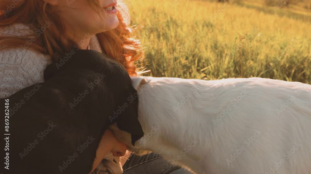 Labrador love Woman's bond with her loyal furry friend Labrador love Woman's bond with her loyal furry friend