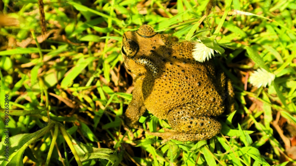 Camouflage frog on green roots, adaptation of animals to the environment Camouflage frog on green roots, adaptation of animals to the environment