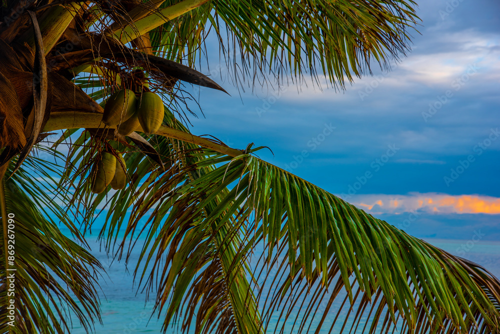 Obraz premium Coconuts and palm leaves by the sea at sunset in a tropical beach