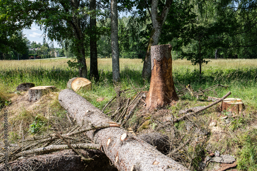 Fototapeta premium Sawn tree on the ground with pruned branches, a stump next to it