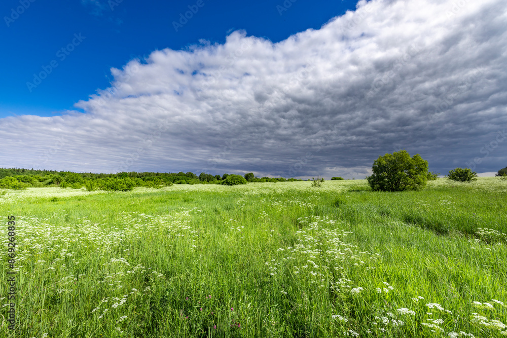 Obraz premium A field of grass with a cloudy sky in the background