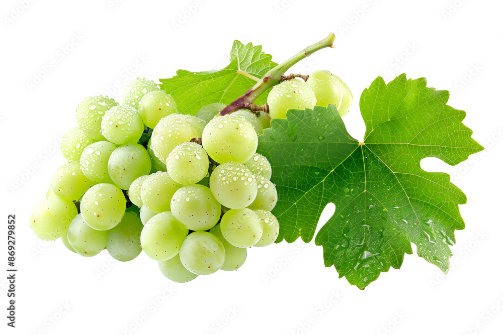 Closeup view of green grapes hanging on the vine with green leaves, isolated on a white transparent background. Closeup view of green grapes hanging on the vine with green leaves, isolated on a white transparent background.