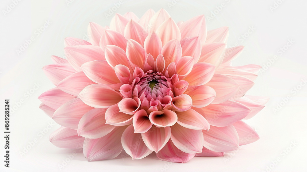 A single pink dahlia, viewed from the front with its detailed petals against a white background A single pink dahlia, viewed from the front with its detailed petals against a white background