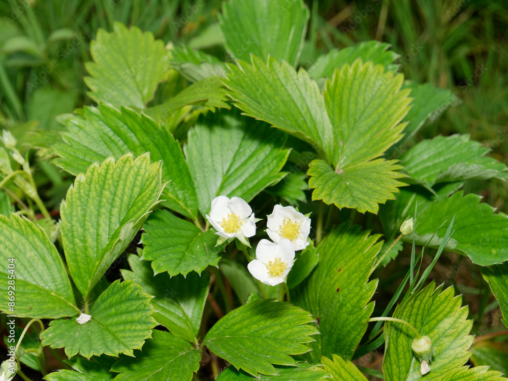  Fleurs et feuilles de fraisier en gros plan