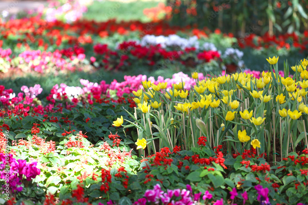 Yellow tulips are blooming in a flower bed surrounded by colorful flowers. Yellow tulips are blooming in a flower bed surrounded by colorful flowers.