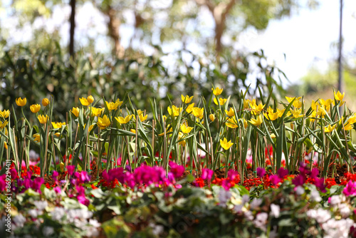 Yellow tulips are blooming in a flower bed surrounded by colorful flowers. photo