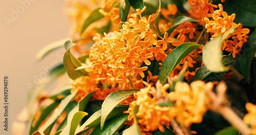 close up of  Fragrant orange-colored olive (Osmanthus fragrans ) flowers with sunset light in the garden.