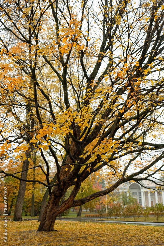 Obraz premium beautiful autumn nature background. landscape with autumnal trees in park, rainy day weather. fall time concept.