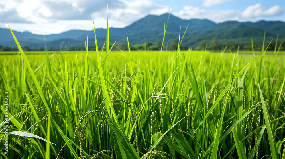 Fototapeta premium Vibrant Green Rice Paddy Field in a Mountainous Landscape