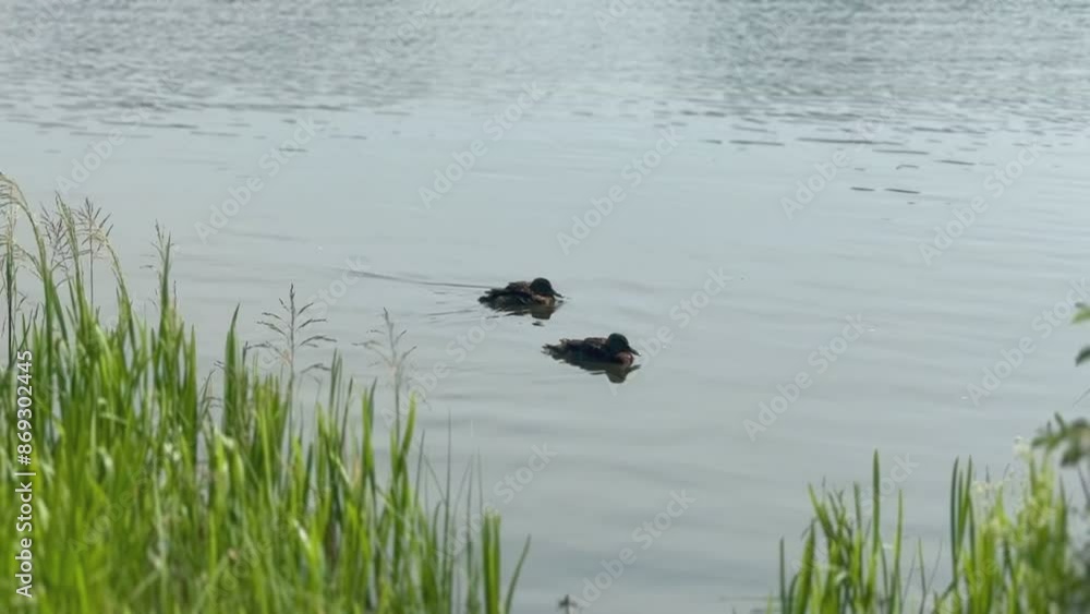 two ducks swimming in the lake, reeds in the foreground two ducks swimming in the lake, reeds in the foreground