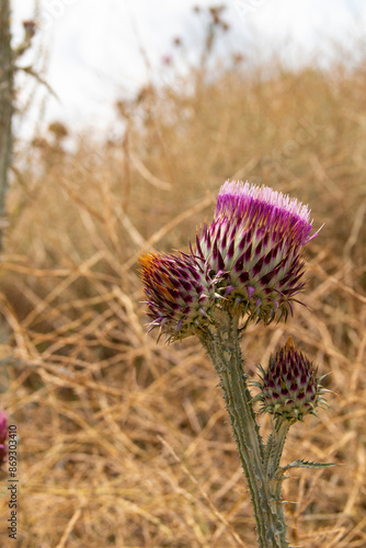 Onopordum illyricum commonly known as borriquero thistle belonging to the compositae family in different stages of flowering pollinated by honey insects photo