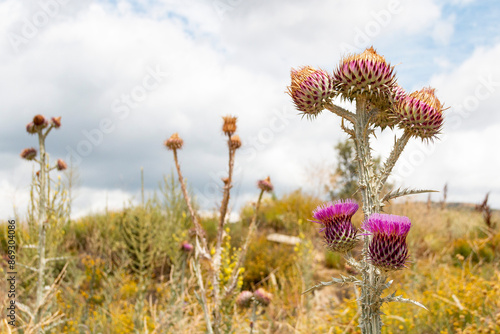 Onopordum illyricum commonly known as borriquero thistle belonging to the compositae family in different stages of flowering pollinated by honey insects photo