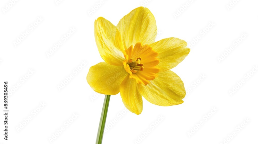 A bright and cheerful yellow flower displayed in a transparent glass container A bright and cheerful yellow flower displayed in a transparent glass container