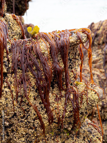 Detail of Nemalion helminthoides algae on a rock at low tide in Galicia (Spain) photo