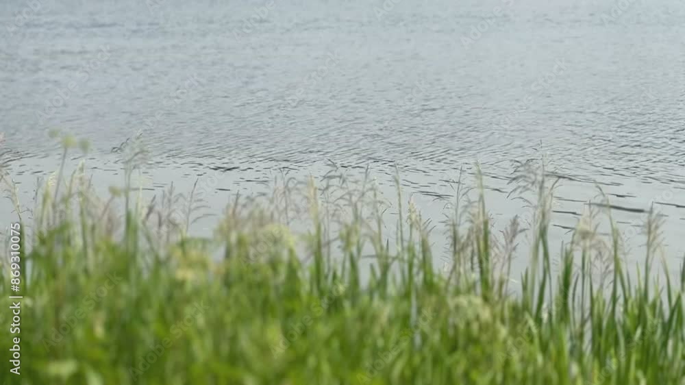 river view with grass in the foreground, ripples on the water, background river view with grass in the foreground, ripples on the water, background