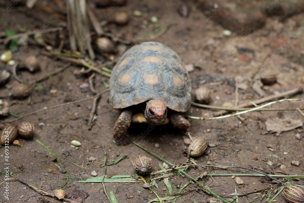 Obraz premium Cute small baby Red-foot Tortoise in the nature,The red-footed tortoise (Chelonoidis carbonarius) is a species of tortoise from northern South America