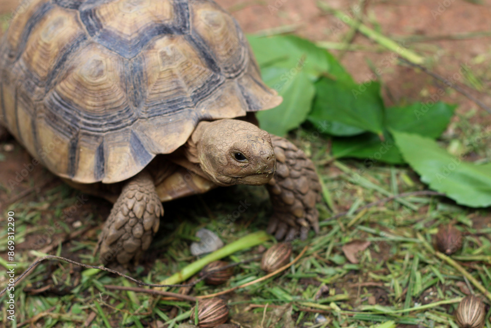 African Sulcata Tortoise Natural Habitat,Close up African spurred tortoise resting in the garden, cute animal ,Africa spurred tortoise sunbathe on ground with his protective shell ,Beautiful Tortoise
African Sulcata Tortoise Natural Habitat,Close up African spurred tortoise resting in the garden, cute animal ,Africa spurred tortoise sunbathe on ground with his protective shell ,Beautiful Tortoise