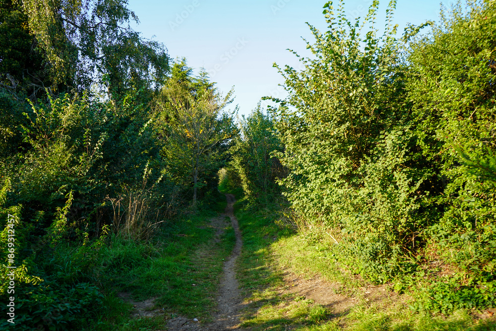 Footpath between overgrown shrubby in woodland Footpath between overgrown shrubby in woodland