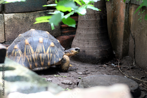 Portrait of radiated tortoise,The radiated tortoise eating flower ,Tortoise sunbathe on ground with his protective shell ,cute animal ,Astrochelys radiata ,The radiatedtortoise from Madagascar photo