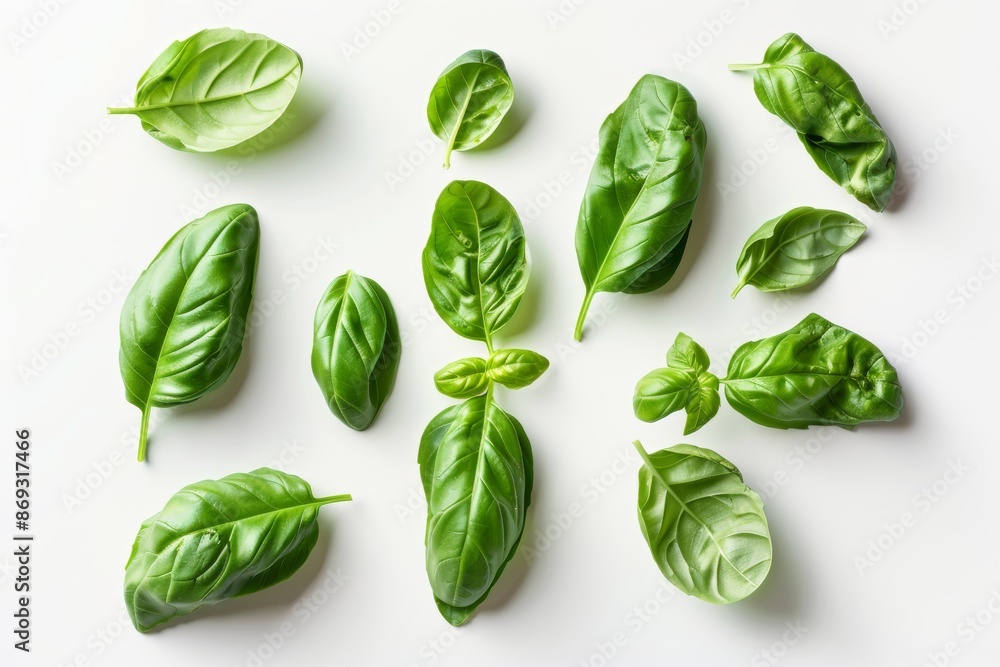 An isolated green basil leaf on a transparent background, Asian organic herbs and spices concept, natural organic healthy plants. An isolated green basil leaf on a transparent background, Asian organic herbs and spices concept, natural organic healthy plants.