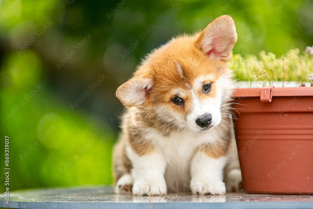 Cute Pembroke Welsh Corgi puppy in flowers Cute Pembroke Welsh Corgi puppy in flowers