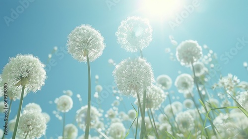 A close-up shot of a bunch of white dandelions growing in a green field