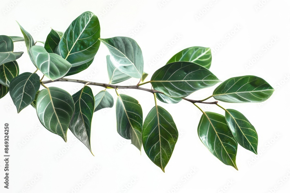 Fototapeta premium A detailed view of a plant's foliage, ideal for use in articles about botany or as a design element