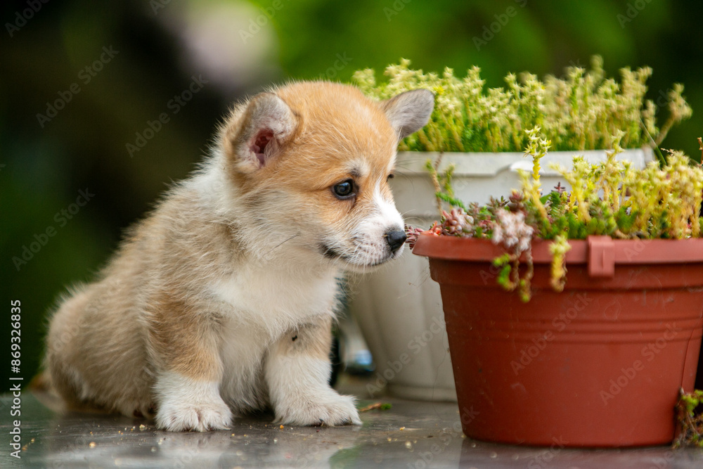 Cute Pembroke Welsh Corgi puppy in flowers Cute Pembroke Welsh Corgi puppy in flowers