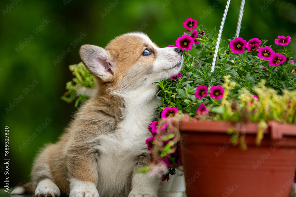 Obraz premium Cute corgi puppy in flowers
