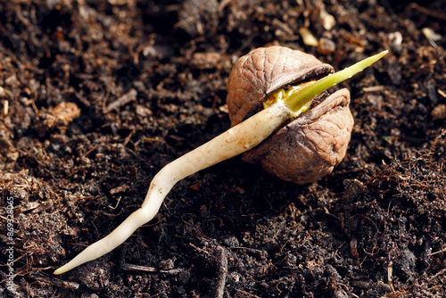 germinating walnut on soil, growing sprout of a young walnut with long root photo