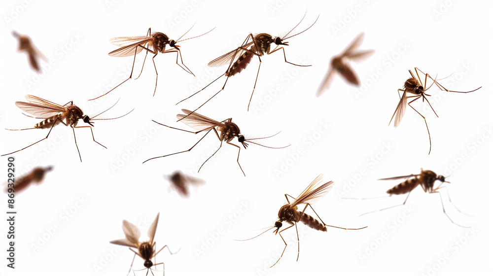 mosquito isolated on white mosquito isolated on white