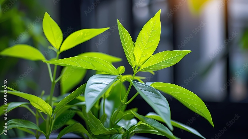 Obraz premium leaves