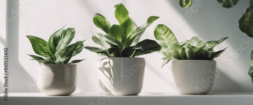 Collection of various houseplants displayed in ceramic pots with transparent background Potted exoti photo