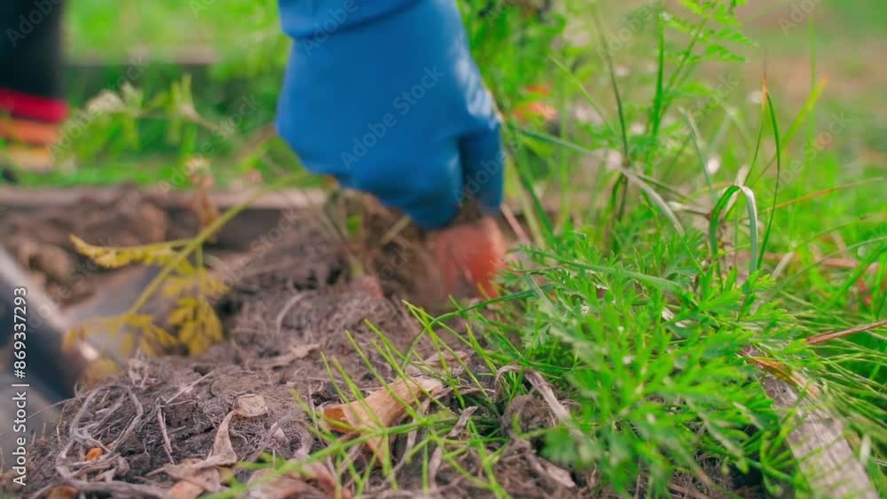 A hand in a rubber glove pulls carrots from the soil of a vegetable garden close-up in slow motion A hand in a rubber glove pulls carrots from the soil of a vegetable garden close-up in slow motion
