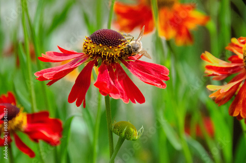 Wetern Honey Bee Apis mellifera on helenium flower photo