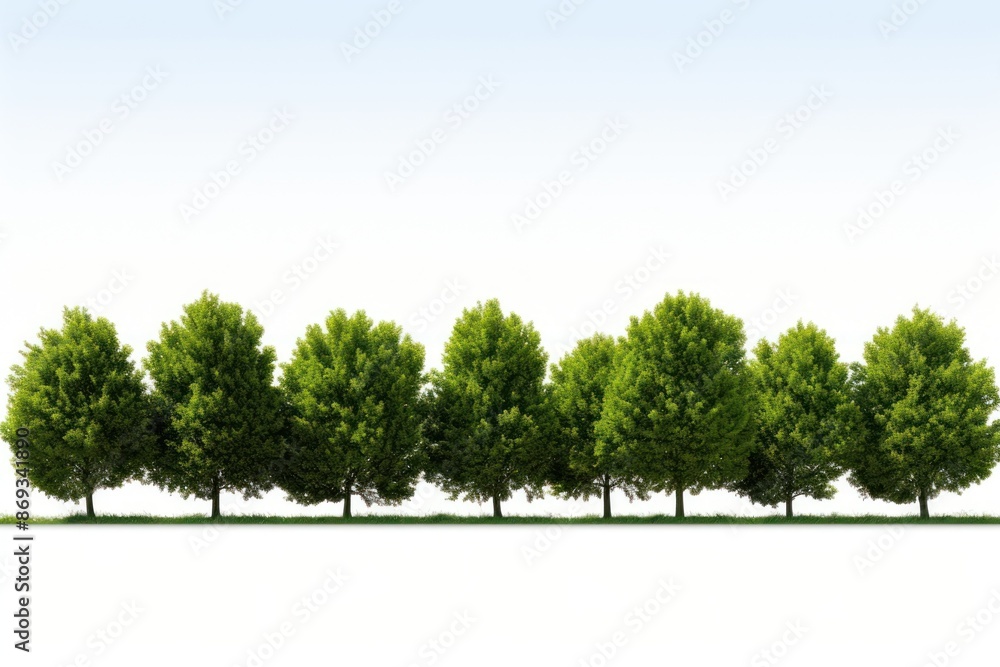 Obraz premium Row of green trees and shrubs landscape outdoors nature.