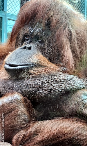 sad looking caged zoo orangutan