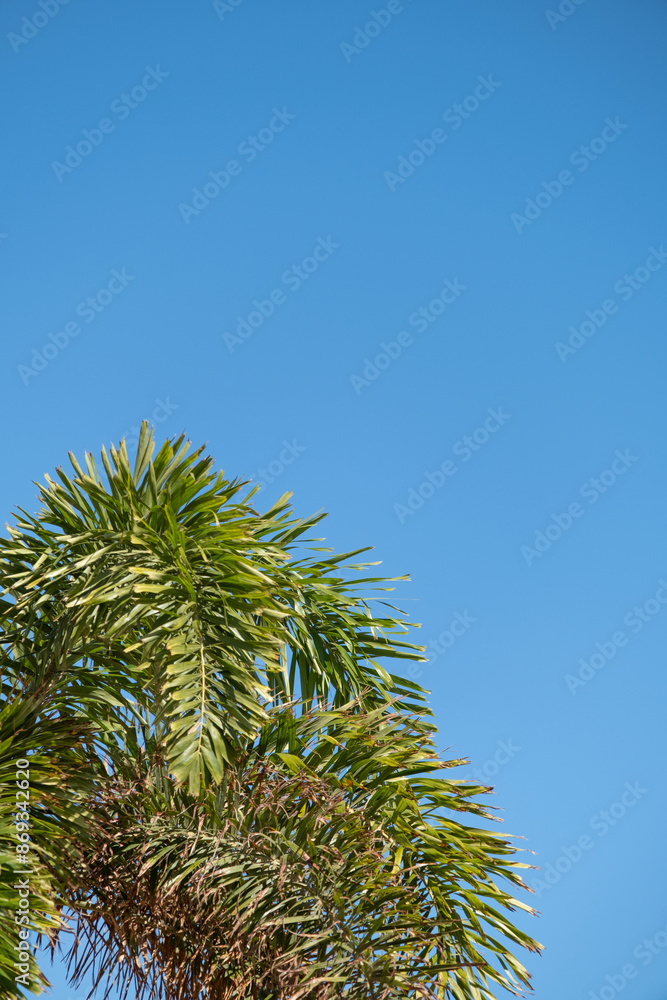 palm trees on the background on sky background palm trees on the background on sky background